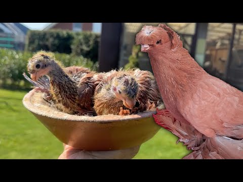 Видео: Красные из под желтых! Двухчубые голуби. Tauben. Pigeons. Palomas. Pombos. 비둘기.