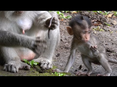 Видео: Маленькая обезьянка Додо очень рада, что мама Сирен ловит жирных червей #tuabangmonkey