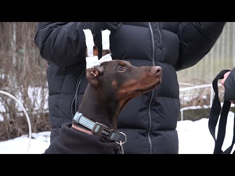 Видео: ДТ-125. Тревожный , лающий доберман