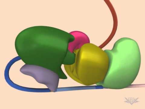 Видео: Сплайсинг мРНК