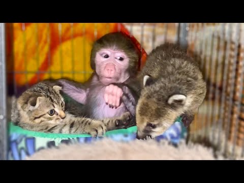 Видео: Люся, Пипетка и Сеня УКЛАДЫВАЮТСЯ СПАТЬ! Люся ворует Сенину кашу(мы ещё все вместе)