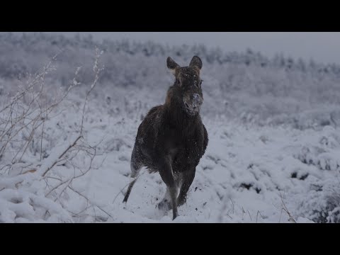 Видео: Встреча с бешенным лосем, он хотел меня схавать, с потрохами естественно