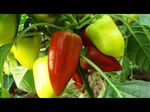 Видео: КАК ВЫРАСТИТЬ ОГРОМНЫЙ УРОЖАЙ ПЕРЦА! ОТ А ДО Я