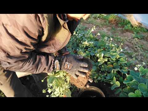 Видео: Дьэдьэн угун иhиккэ кеhеруу.