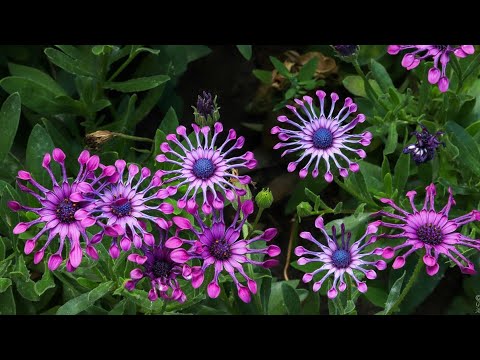 Видео: Мощное ЦВЕТЕНИЕ, минимум забот! Эти ОДНОЛЕТНИКИ сделают Ваш сад РОСКОШНЫМ!