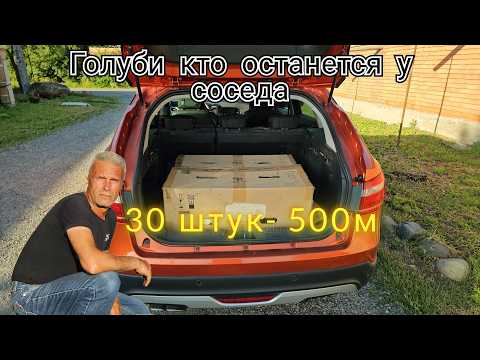 Видео: Голуби для соседа 30 штук 500м