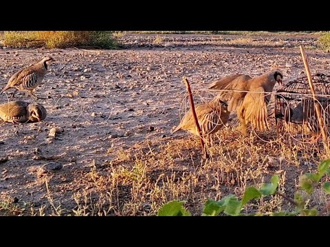 Видео: 25 августа 2024 г.