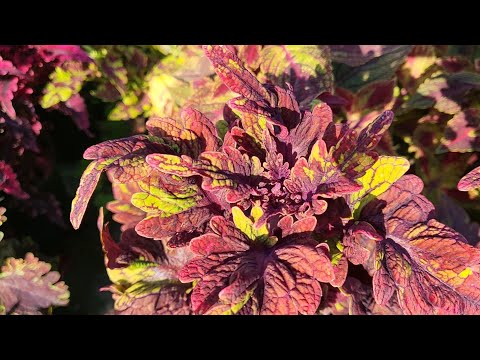 Видео: Лето 2025 (12 часть )Заказы принимаю на ватсап 79967283091