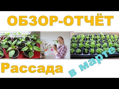 Видео: ОБЗОР-ОТЧЁТ о моей рассаде за февраль-март. Перец, томаты, гвоздика, виола, лобелия, капуста, лук