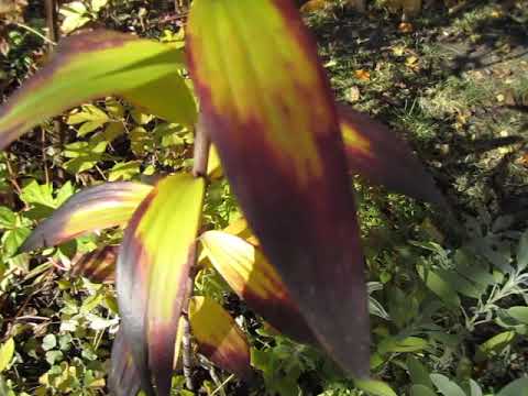 Видео: Северная часть сада: рододендроны, древовидные пионы и патио.