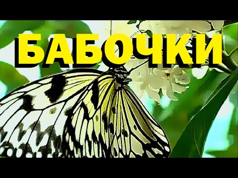 Видео: Галилео. Бабочки