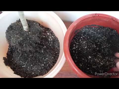 Видео: Пересадка взрослой плюмерии, прозванной Франкенштейн