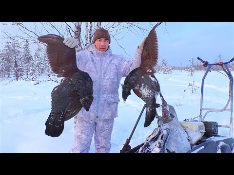 Видео: ВСЁ-ТАКИ Я ИХ НАШЁЛ! ВЫБИЛ ДВА ГЛУХАРЯ С МЕЛКАШКИ. ЭТО МНЕ СТОИЛО ДОРОГО. ОХОТА НА ГЛУХАРЯ В ТАЙГЕ.