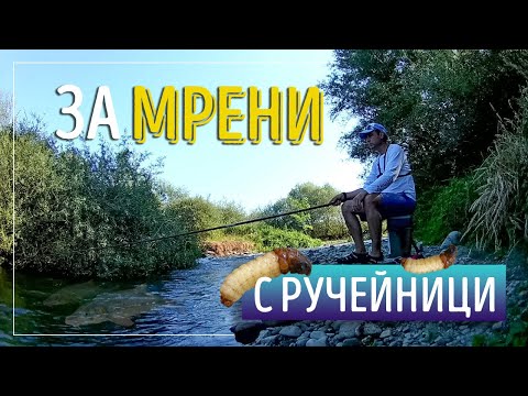 Видео: За мрени с ручейници. Трофейна риба. Речен релакс