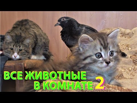 Видео: ВСЕ ЖИВОТНЫЕ В КОМНАТЕ 2 (собаки, кошки, котята, голуби, голубята и ворона)