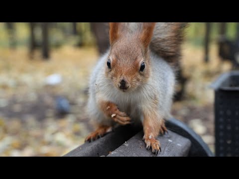 Видео: Незнакомые белки. Небольшая зарисовка / Unfamiliar squirrels. A small sketch