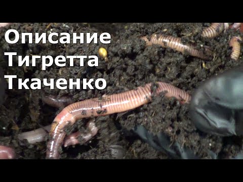 Видео: АТ344 черви Тигретта освидетельствование