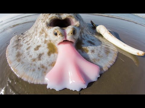 Видео: 100 Самых Безумных Родов Животных в Мире