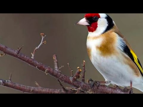 Видео: 7.Iyun кара камиш йовойи бозори 🤝