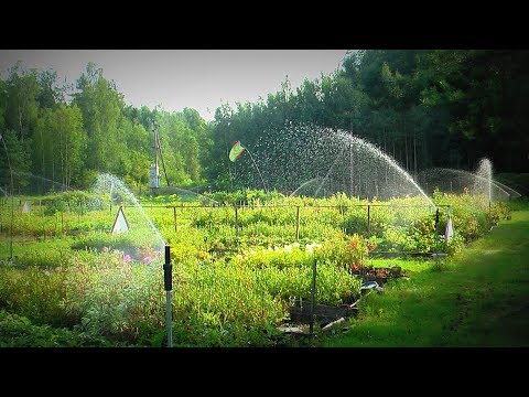 Видео: Как правильно поливать голубику