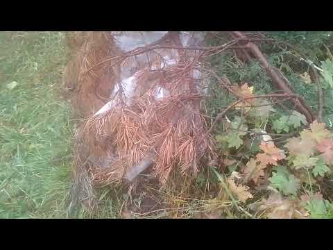 Видео: 🍁Закрытие дачного сезона 🏡8 октября🍃