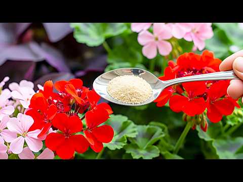 Видео: Ваши герани и петунии будут обильно цвести, если вы будете поливать их этим раствором!