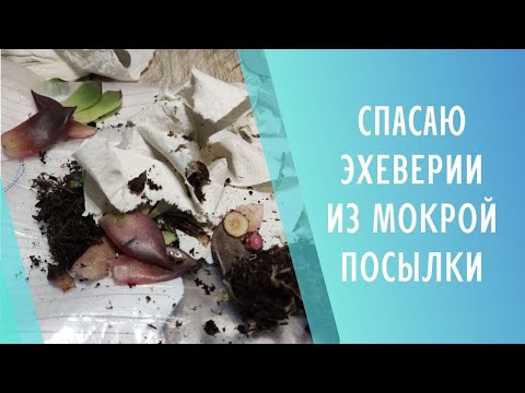Видео: Мятая мокрая посылка с суккулентами 🌱 Спасаю эхеверии