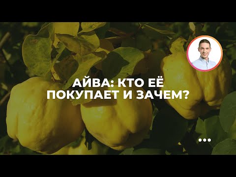 Видео: Айва: кто её покупает и зачем?