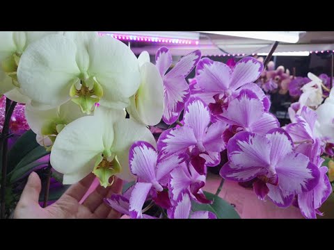 Видео: Phalaenopsis Toshi и Green Dragon  #Цветение 2025