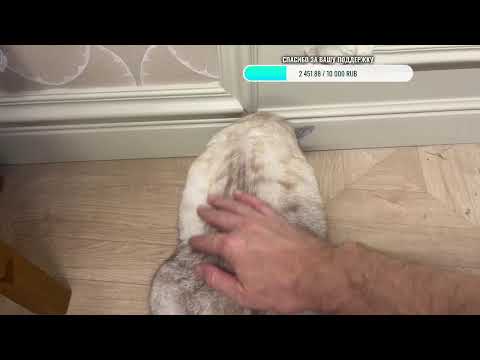 Видео: Доброе утро