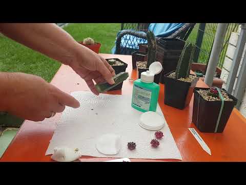 Видео: Прививка кактусов.Гимнокалициумы. pfropfen  den kaktus.358