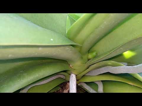 Видео: ОТ ЭТОГО УХОДА ЗАЦВЕТАЮТ ВСЕ ОРХИДЕИ ! СУПЕР ПОДКОРМКА И УХОД ДЛЯ ФАЛЕНОПСИСОВ !