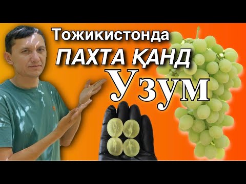 Видео: Тожикистон узумчилик сирлари. Янги навлар. Турсунзодада Ratatuy  ва Пахта Қонд узумлари.