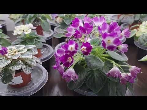 Видео: Основные принципы для УСПЕШНОГО выращивания ФИАЛОК