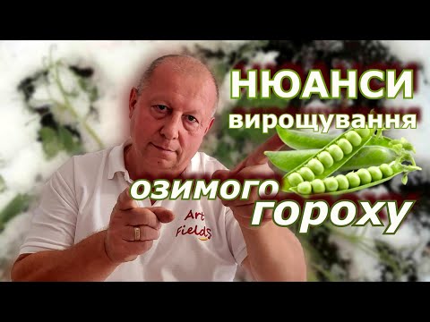 Видео: Нюанси вирощування озимого гороху.