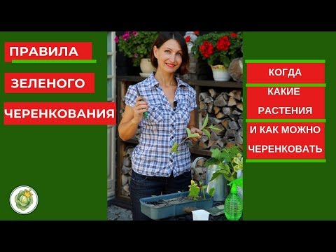 Видео: Правила зеленого черенкования - когда, какие растения и как можно размножить