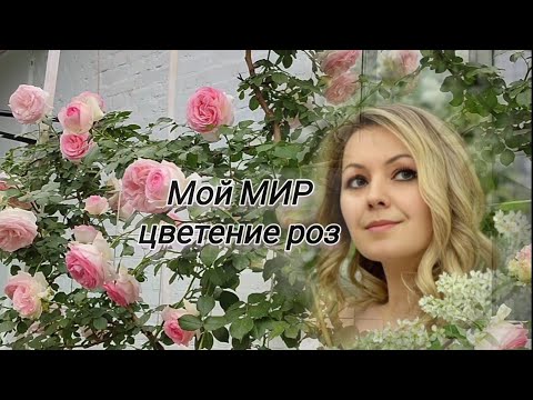 Видео: Vlog-232  Цветение роз! Добро пожаловать!