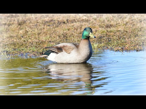 Видео: Классика Русской охоты с подсадными утками на весеннего селезня.