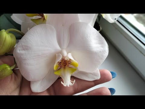 Видео: Не вступила в крио протокол/Отвечаю на вопросы