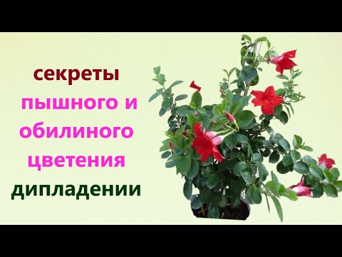 Видео: ДИПЛАДЕНИЯ, СЕКРЕТ ПЫШНОГО И ОБИЛЬНОГО ЦВЕТЕНИЯ. ОБРЕЗКА, ПОДКОРМКА, УХОД, в ФЕВРАЛЕ.