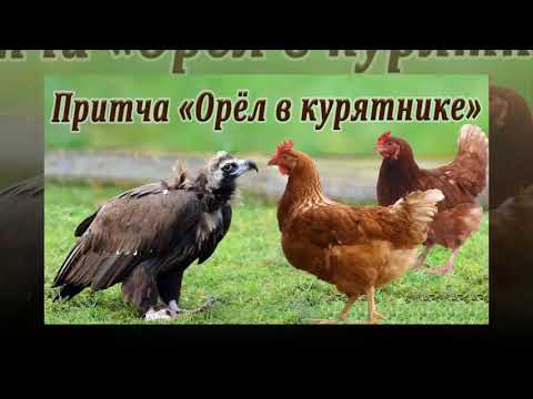 Видео: Притча "Орёл и курица"