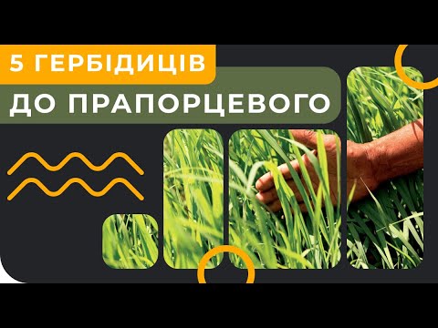 Видео: 🔥ТОП 5 ГЕРБІЦИДІВ НА ЗЕРНОВІ🌾 ДО ПРАПОРЦЕВОГО ЛИСТКА