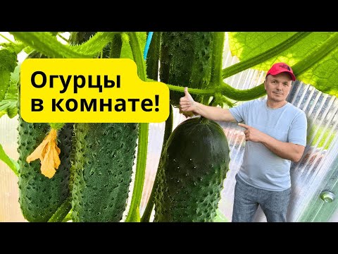 Видео: Свежие огурцы у вас будут к Новому году- сеем прямо сейчас!