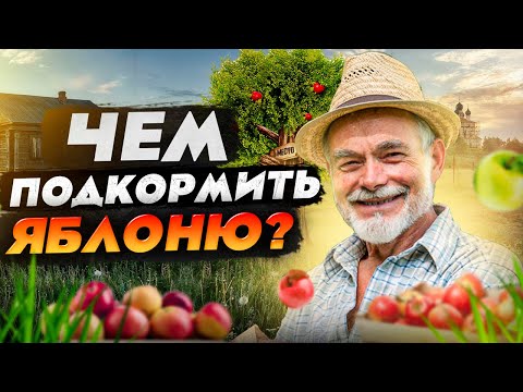 Видео: Подкормка яблонь: когда, чем, сколько и зачем?