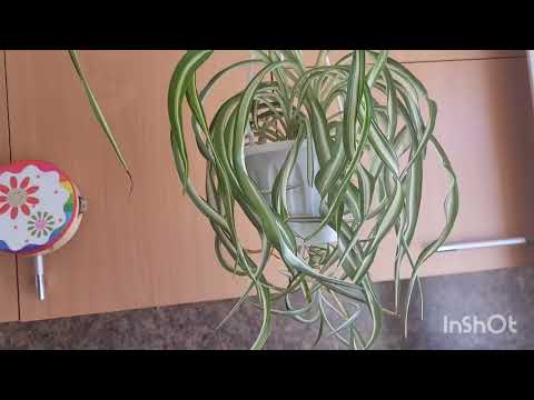 Видео: Хлорофитум кудрявый Bonnie. 19.06.2023.