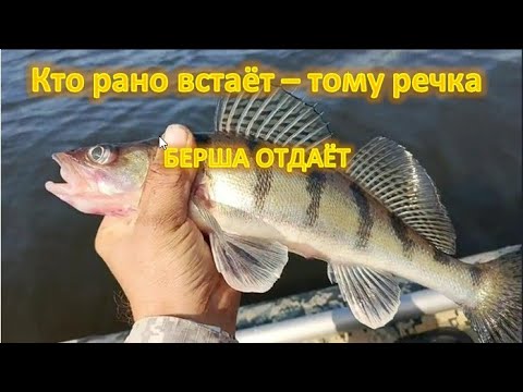 Видео: Кто рано встаёт   тому река Бершей выдаёт! Суперская рыбалка в отвес