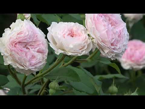 Видео: Цветение роз 2021  Плетистые розы