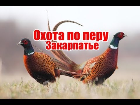 Видео: Охота по перу | Закарпатье | Сезон 2016