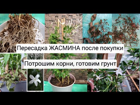 Видео: Пересадка ЖАСМИНА после покупки. Потрошим корни, готовим грунт (Ч.1) 10.03.25г.Jasminum Polyanthum