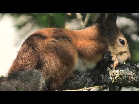 Видео: 31 05 24г обзор участка
